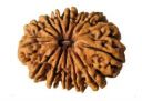 14 mukhi rudraksha